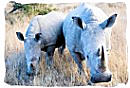 Pair of White Rhinos