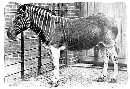Black end white photograph of the last female member of the Quagga species