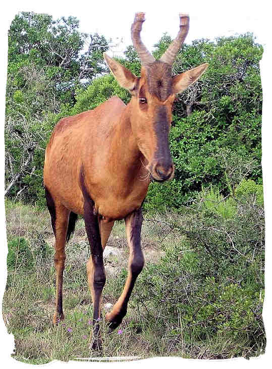 Red Hartebeest, a rare Antelope species in the Addo Elephant National Park - Addo Adventure Activities in the Addo Elephant Park