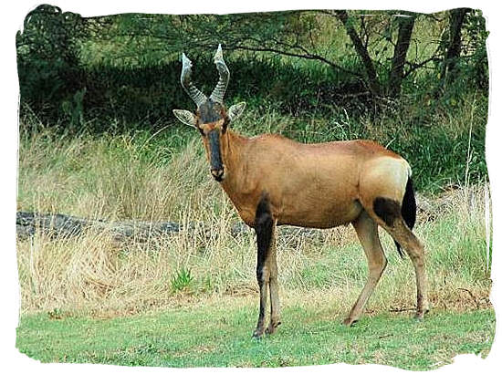 A Red Hartebeest antelope, also a rare antelope species to be found in the Bontebok National Park
