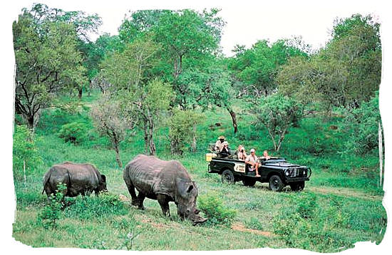 Rhino encounter on a game drive