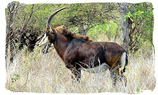 The rare Sable antelope - Mokala National Park in South Africa, endangered African animals