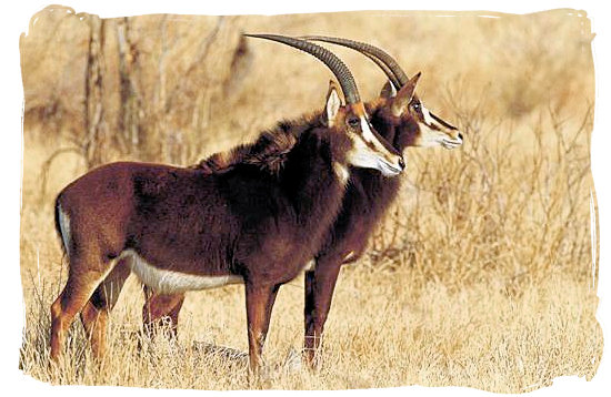 The rare Sable antelope