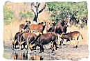 Sable Antelope