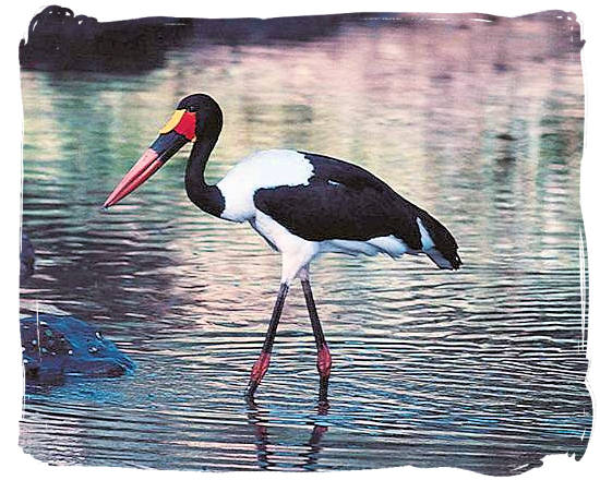 Saddle-billed Stork