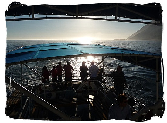 Boat trip from Hout Bay harbour to visit the colony of Cape Fur seals at Duiker Island - Activity Attractions in Cape Town South Africa and the Cape Peninsula