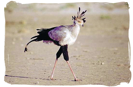 Secretary bird - Sirheni Bushveld Camp, Kruger National Park Safari, South Africa