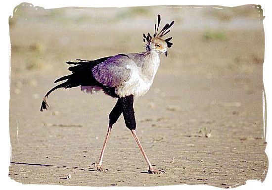 The Secretary Bird appears on the South African Coat of Arms.