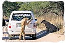 Lioness standing upright against the back of a car looking through the window