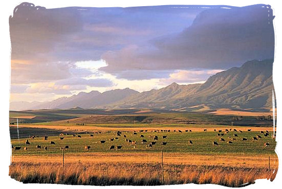 Sheep farming at the foot of the Langeberg mountain range