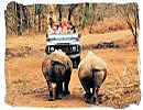 Safari wildlife encounter