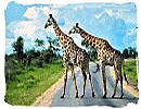 Two Giraffes crossing the road