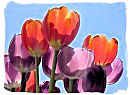 Tulip flowers