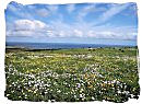 South Africa west coast flowers