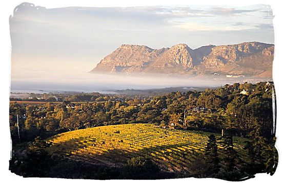 South Africa's wine lands, against the backdrop of rugged indigo mountains