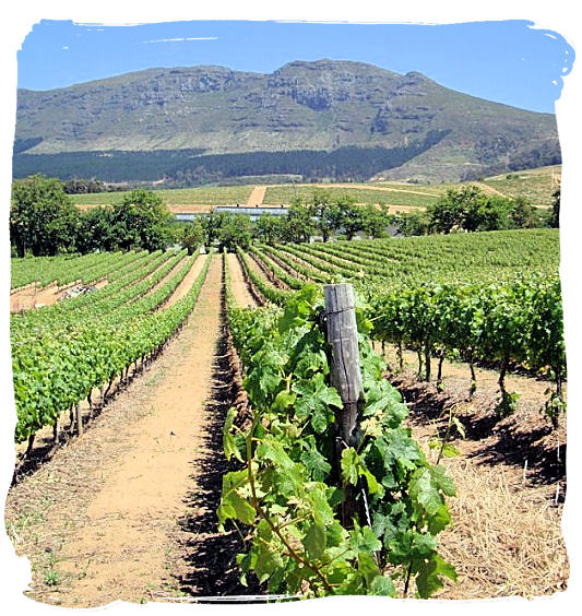 The vineyards of 17th century Groot Constantia, oldest wine estate in South Africa