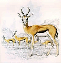 South African National Symbols, National Symbols of South Africa South African National Symbols, National Symbols of South Africa