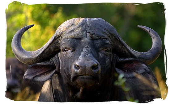This Buffalo is watching us