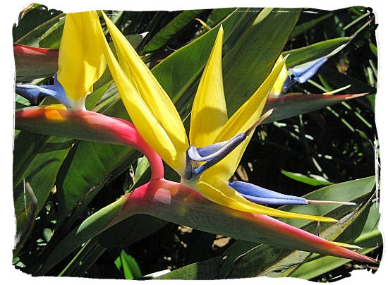 Strelitzia reginae also known as Crane Flower or Bird of paradise - Kirstenbosch Botanical Gardens, Home to Stunning Protea flowers