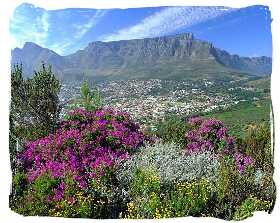 View of Table Mountain from Signal Hill with the typical Cape 