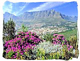 The majestic Table Mountain in Table Mountain National Park