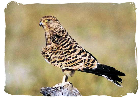 Tawny Eagle - Orpen camp in the Kruger National Park, South Africa