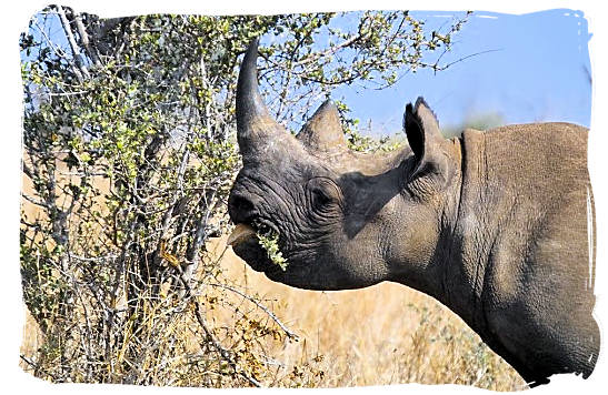 The endangered black - about the Cape Mountain Zebras in the Mountain Zebra National