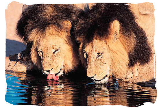 Two very thirsty male lions