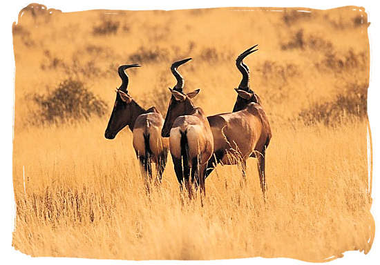 The endangered Red Hartebeest antelope - Mokala National Park in South Africa, endangered African animals