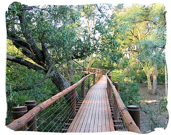 Tree-top forest walk in the National Park