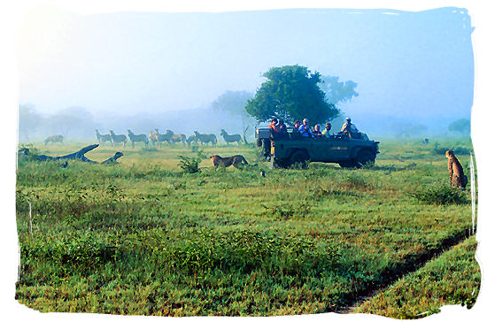 Two cheetahs watching a herd of zebra