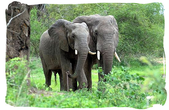 Pair of Elephant bulls - Bateleur Camp, Place of the Bateleur Eagle, Kruger National Park