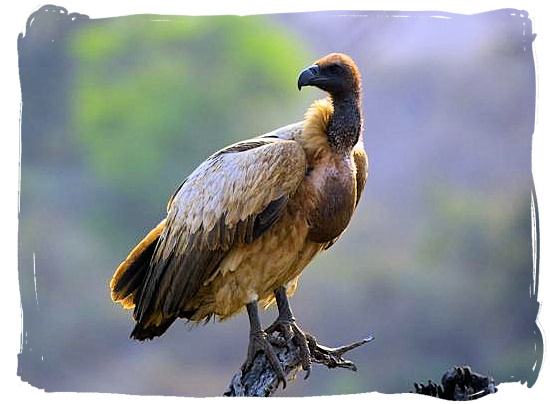 Vulture on the lookout for a meal - Bateleur Camp, Place of the Bateleur Eagle, Kruger National Park