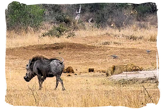 Warthog walking into the Lion’s den