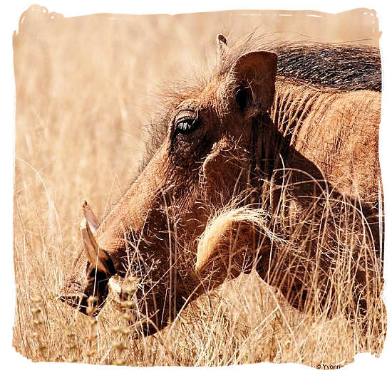 The Warthog, member of the pig family - Mokala National Park in South Africa, endangered African animals