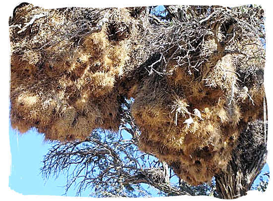 Huge bunches of nests built by the sociable Weaver in the Kalahari desert - Kgalagadi Transfrontier National Park in South Africa
