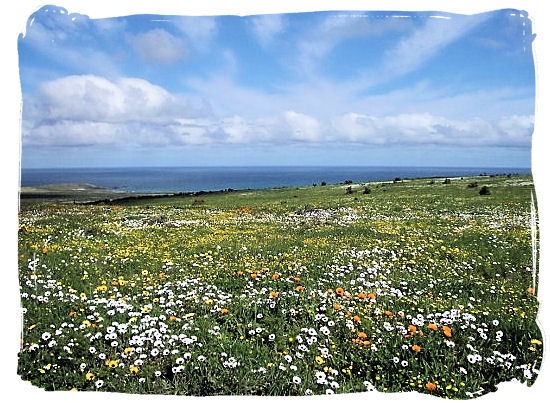 In spring the park is covered with a stunning blanket of flowers - West Coast National Park vegetation, South Africa National Parks
