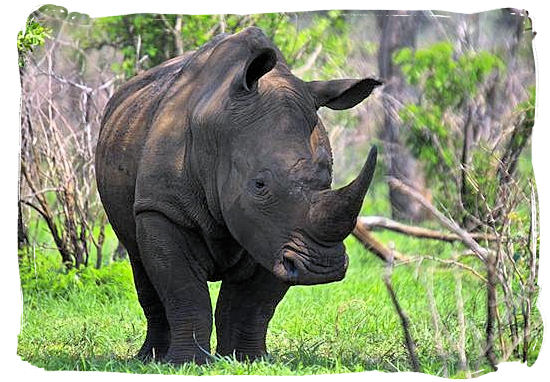 This White Rhino is keeping its eye on us - Shimuwini bushveld camp, Kruger National Park