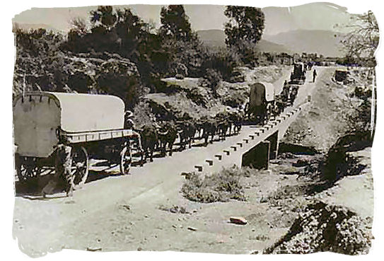 1938 photograph of a column of ox wagons in commemoration of the Great Trek in South Africa