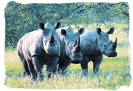 The three white Rhino musketeers