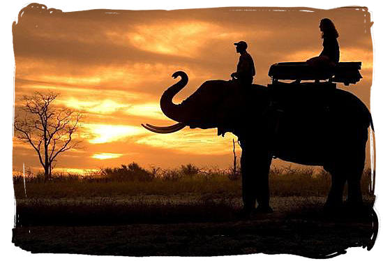 Elephant ride - South Africa Tours, Best Safari Tours of South Africa