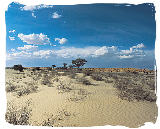 Kgalagadi Transfrontier National park in the Kalahari desert region - Cheap South Africa Car Rental, Car Hire in South Africa Info