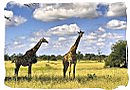 Pair of giraffes