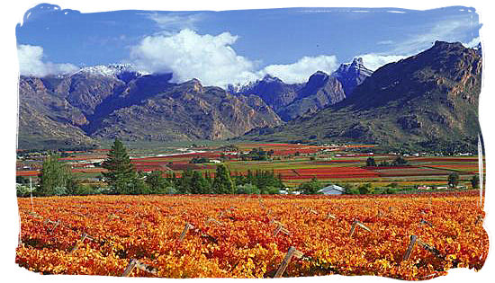 Vineyards between rugged mountains in the Western Cape province