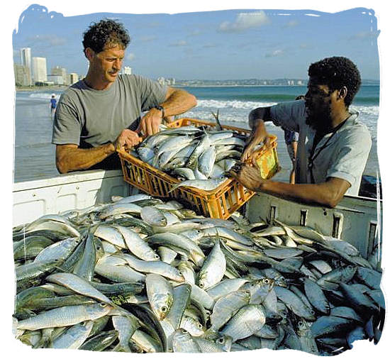 Abundance of seafood in South Africa - seafood cuisine in South Africa.