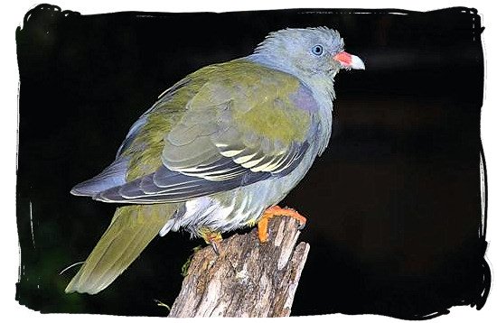 African Green Pigeon - Skukuza Safari, Travel and Accommodation