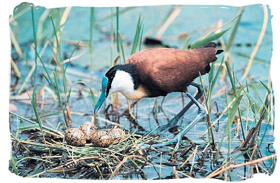 Olifants Restcamp, Kruger National Park, South Africa - The African Jacana looking after its nest and eggs