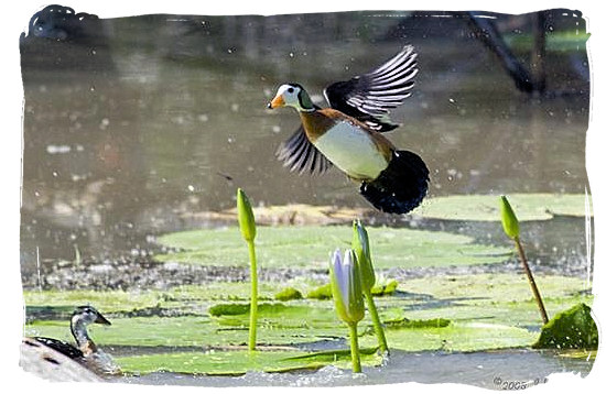 African Pygmy-Goose (Nettapus auritus) at the Maloutswa dam in Mapungubwe National Park - Mapungubwe region