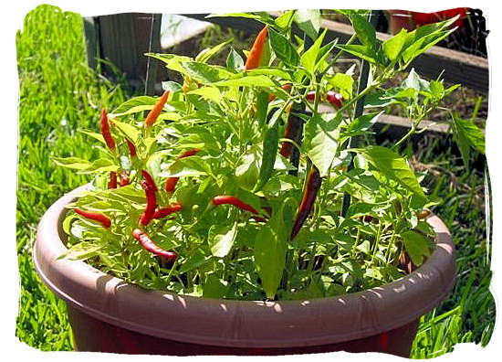 The locally grown African birds eye peppers, also called African red devil - Portuguese cuisine in South Africa