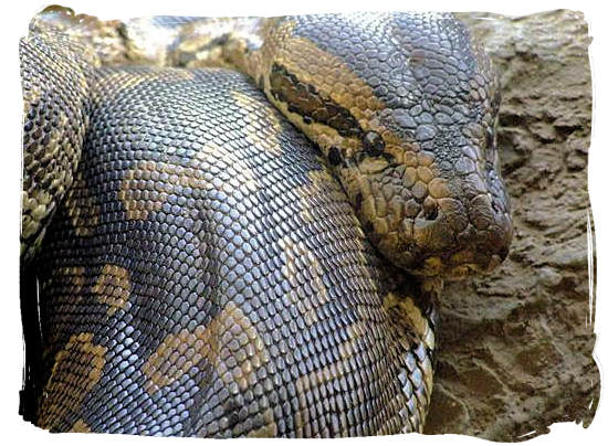 The Rock Python, Africa’s biggest snake - Kruger National Park wildlife